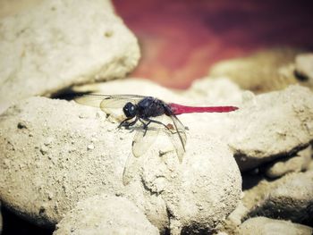 Close-up of insect