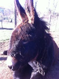 Close-up of horse on tree