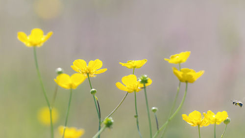 Close-up of yellow flowering plant on field