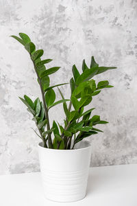 Close-up of potted plant against white wall