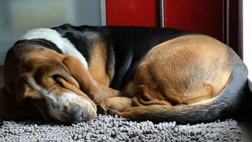 Close-up of dog - blues sleeping