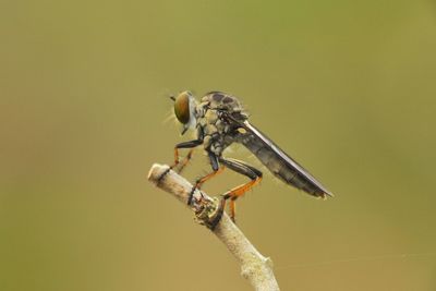 Close-up of insect perching on yellow wall