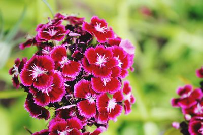 Close-up of pink flowering plant