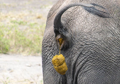 Close-up of elephant defecating dung on field