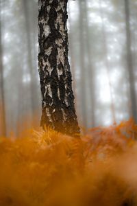 Close-up of tree trunk in forest