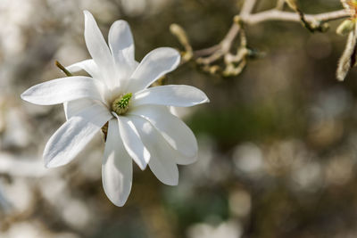 Close-up of a fresh magnolia blossom in spring in the north german region.