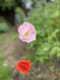 Close-up of pink rose