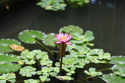 Close-up of pink lotus water lily in pond