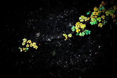 Close-up of yellow flowering plant against black background