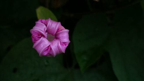 Close-up of pink rose flower
