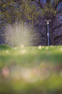 Full frame shot of cherry blossoms on field