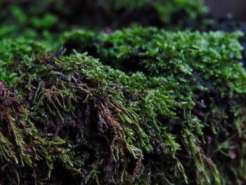 Close-up of lichen on moss