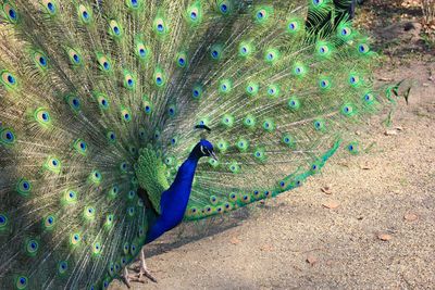 Close-up of black and white background