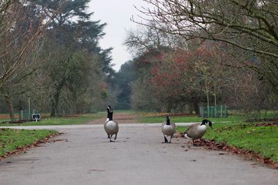 Birds in the park