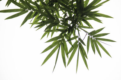 Close up of green leaves