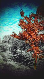 Scenic view of trees against cloudy sky