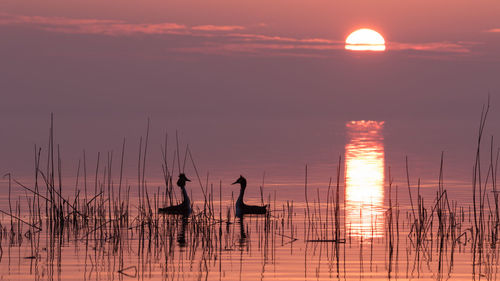 Atmospheric sunrise with real colors at inland lake with great crested grebe courtship in reeds