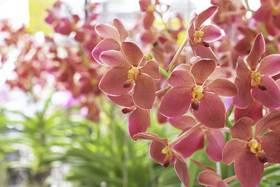 Close-up of pink orchids on plant
