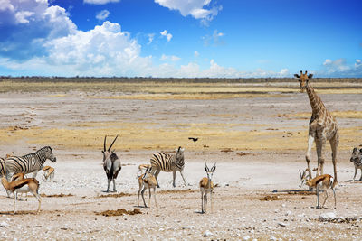 Landscape of etosha natioanl park with giraffe, zebra, impala and gemsbok oryx 