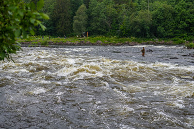 Scenic view of river flowing in forest