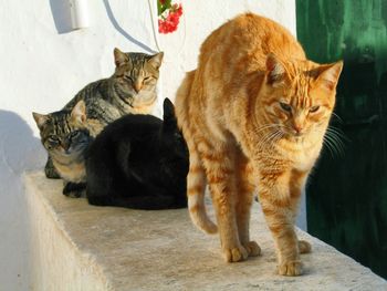 Portrait of cats on wall at balcony