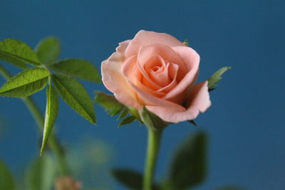 Close-up of rose blooming against sky