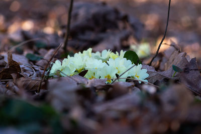 nature