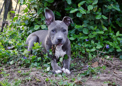 Young pitbull in grass