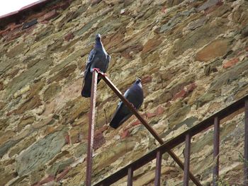 Low angle view of birds perching on wall