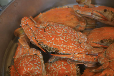 dungeness crab