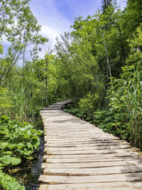 Boardwalk amidst trees in forest