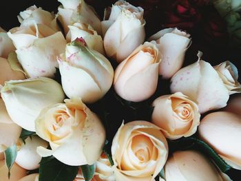 Close-up of flowers