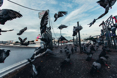 View of seagulls on shore against sky