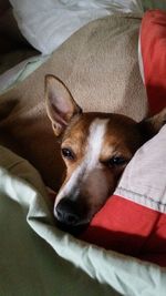 Close-up portrait of a dog