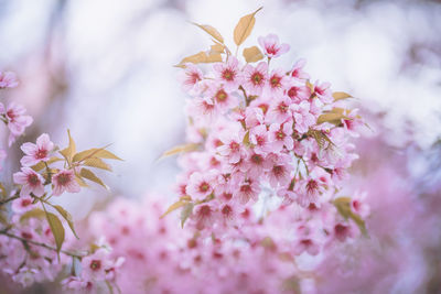 Close-up of pink cherry blossoms in spring