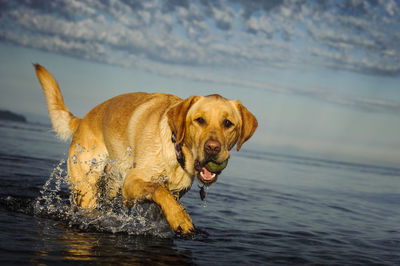 Portrait of yellow labrador retriever playing with ball in pond