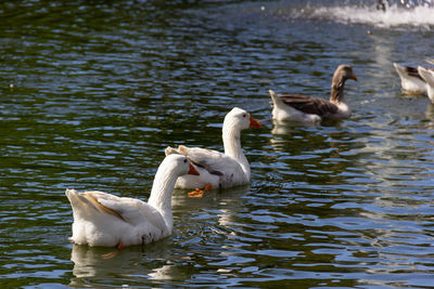 Swans swimming in lake