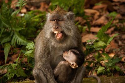 Beautiful female monkey breastfeeding her baby with her mouth openin the jungle