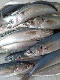 Close-up of fish for sale in market