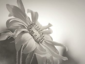 Close-up of flowering plant against white background