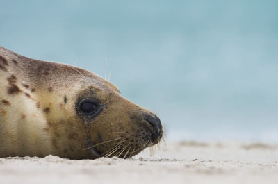 Close-up of seal lying on sand