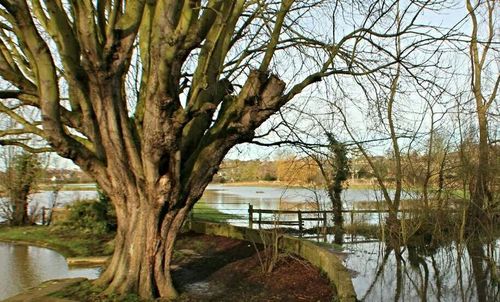 Bare trees by lake