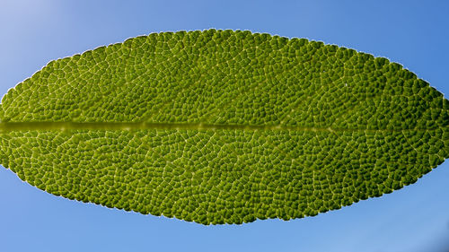 Close-up of fresh green leaf against sky