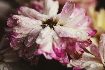 Close-up of water drops on pink flower