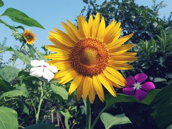 Close-up of sunflower