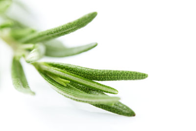 Close-up of green leaf against white background