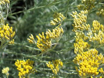 Close-up of yellow flowering plant