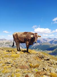 Cow in alps
