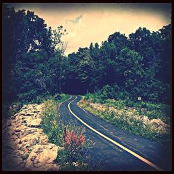 Road passing through forest