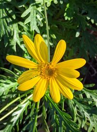 Close-up of yellow flower